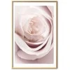 Artgeist Plakatas - Porcelain Rose