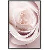 Artgeist Plakatas - Porcelain Rose
