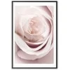 Artgeist Plakatas - Porcelain Rose