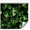 Artgeist Tapetas - Greenery Decoration