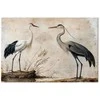 Artgeist XXL paveikslas - Birds from an old engraving - vintage-style illustration depicting a heron and a crane