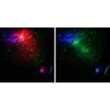 Astroplanetariumas, Levenhuk LabZZ SP20, baltas