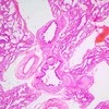 Biologinis mikroskopas MAGUS Bio 240T