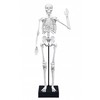 Buki France Skeletas 45 cm, Buki
