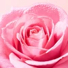 „Nuxe Very Rose Light“ valomosios putos, 150 ml