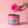 Brown House Tea Kusmi Tea - Žalias Rose Bio - Loose Tea 100g
