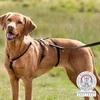 TRIXIE Panic petnešos su apsauga nuo nuo pabėgimo, L-XL 75-100 cm-25 mm, juodos