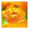 "Weleda Cos Crema De Calendula" vaikiškas veido kremas su medetkom 75ml