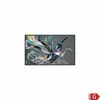 Monitorius Philips 55BDL3511Q 55", Juodos spalvos
