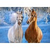 Castorland dėlionė THE WINTER HORSES 260 det.