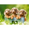 Castorland dėlionė Cute Duchshunds 500 det
