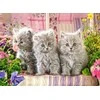 Castorland dėlionė Three Pilkas Kittens 300 det.