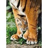 Clementoni dėlionė "Bengal Tiger Cub" 500pcs