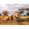 Clementoni Dėlionė 1000 vnt. - Karalius