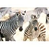 Castorland dėlionė Young Zebras 1000 det