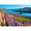 Castorland dėlionė Lake Tekapo New Zealand 500 det.