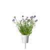 Click And Grow Click &amp; Grow Smart Garden papildymas levandomis 3vnt