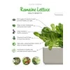 Click &amp; Grow 3 vnt. papildymas - romėniškų salotų sėklos