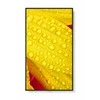 Monitorius NEC M651-2 65 colių UHD 500CD/QM - LED 24/7 SDM CM