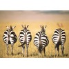 Ravensburger Dėlionė 300 vnt. - Zebrai