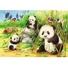 Ravensburger Dėlionė 2x24 vnt. - Mielos koalos ir pandos