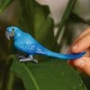 Schleich figūrėlė Hiacintinė mėlynoji ara