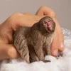 Schleich figūrėlė Japoninė makaka