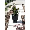 Prosperplast Doniczka Milly vazonas-antracito spalvos DBMIG240-S433, skersmuo 239 mm