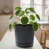 Prosperplast Dekoratyvinis gėlių vazonas Tubo P Ø19.9cm H19.6cm plast./antracito sp.