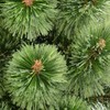 Saska Garden Kalėdinė eglutė su lynu Klara padalinta 70 cm