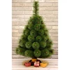 Saska Garden KLAROS KALĖDŲ EGLĖLĖ, NETURINTA, 70cm