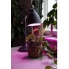 Airam LED kasvilamppu, E27, kirkas, filamentti 180 lm