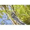 Akumuliatorinės genėjimo žirklės Gardena Easycut 110/18V