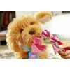 My Fuzzy Friends Moji - interaktiivinen labradoodle