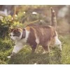 Tractive Tractive GPS CAT Mini - Tamsioji Mėlyna