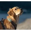 Tractive GPS DOG XL - vietos ir veiklos sekimas šunims - žalia