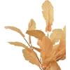 Mondex Since 1986 VIRIDIS ąžuolo lapų puokštė 55 cm