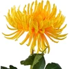 Mondex Since 1986 VIRIDIS Dirbtinė gėlė Chrizantemos šakelė 70 cm AW25