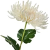 Mondex Since 1986 VIRIDIS Dirbtinė gėlė Chrizantemos šakelė 70 cm AW25