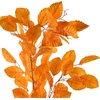 Mondex Since 1986 VIRIDIS lapo šaka 103 cm