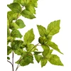 Mondex Since 1986 VIRIDIS lapo šakelė 100 cm