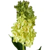 Mondex Since 1986 VIRIDIS gėlė ilga hortenzija 80cm
