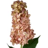 Mondex Since 1986 VIRIDIS gėlė ilga hortenzija 80cm