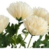 Mondex Since 1986 VIRIDIS dirbtinių gėlių puokštė iš 7 chrizantemų, 57 cm, AW25