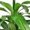 Mondex Since 1986 VIRIDIS Kwiat sztuczny 90cm w doniczce Dracena