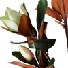 Mondex Since 1986 VIRIDIS Dirbtinė magnolija vazone 15x14x120cm