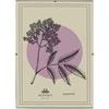 Nuotraukų rėmelis Mondex Since 1986 ADI Antyrama 21x29,7 cm Antyrama plexi