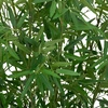 Bamboo Dirbtinis bambukas su pintu vazonu FTRON, Ø 90 x 150 cm