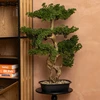 Artificial Bonsai medžio POLIN, juodas ceramic pot, 72 x 36 x 86 cm