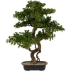 Artificial Bonsai medžio POLIN, juodas ceramic pot, 72 x 36 x 86 cm